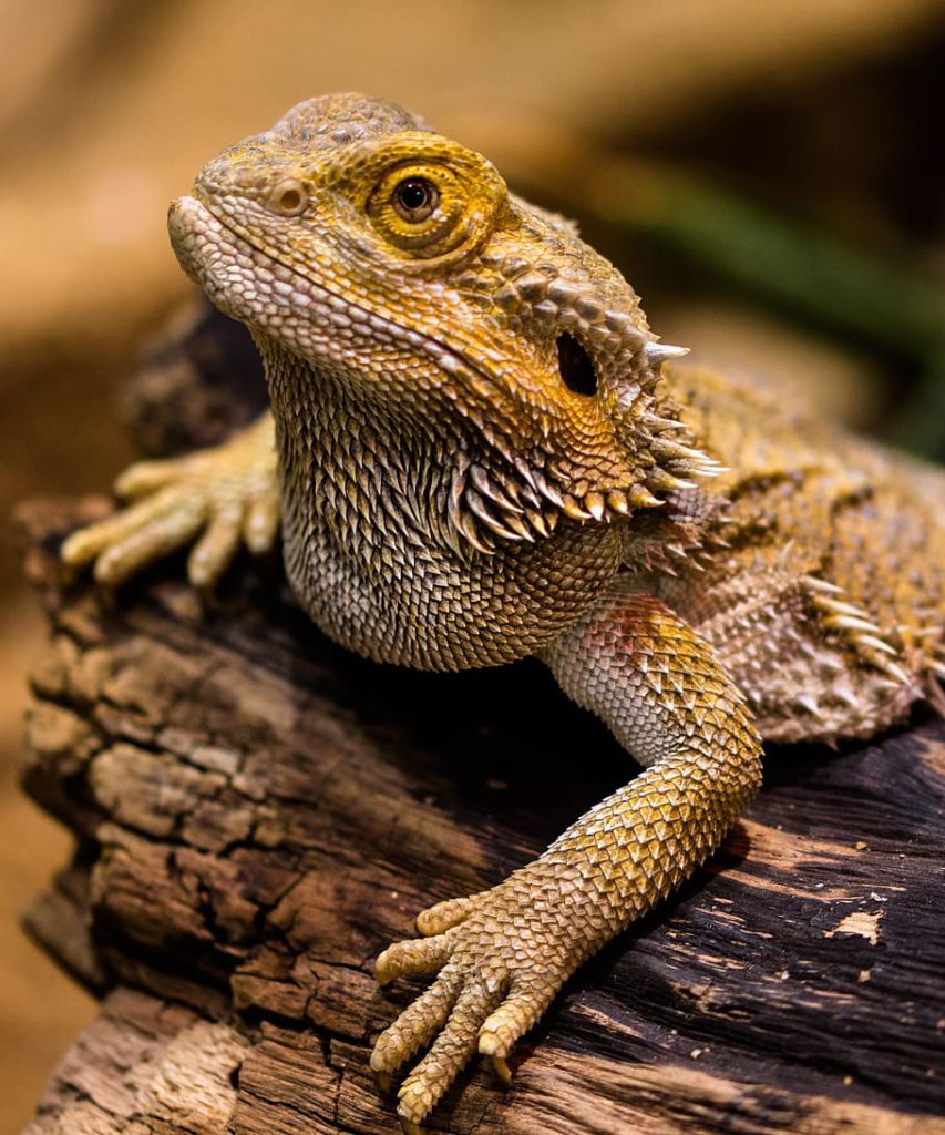 the best reptile pets