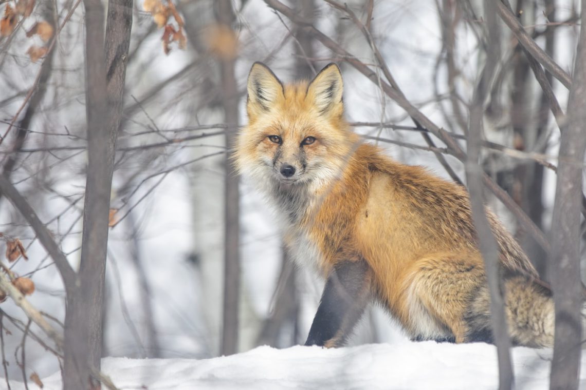 How do Foxes Hunt in Winter when It Snows? Viral Sharks