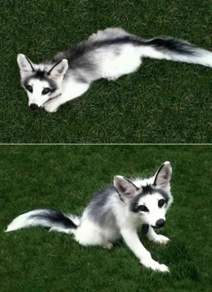 Alolan Fox Is The Cutest Thing Ever