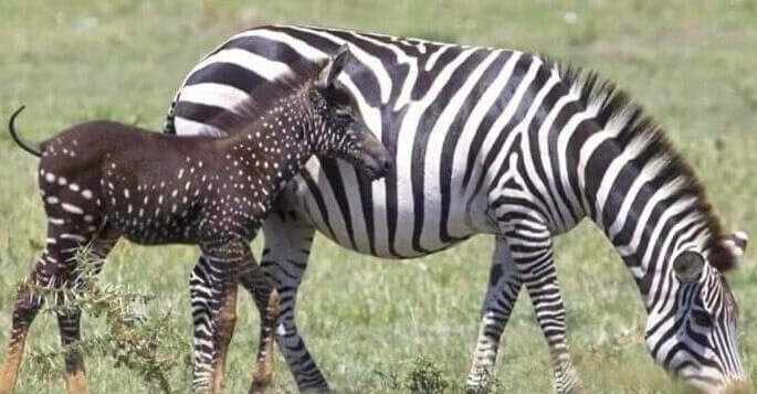 It Officially Answers The Question, "Are Zebras Black With White Stripes Or White With Black Stripes?"