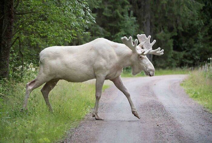 White Chocolate Moose
