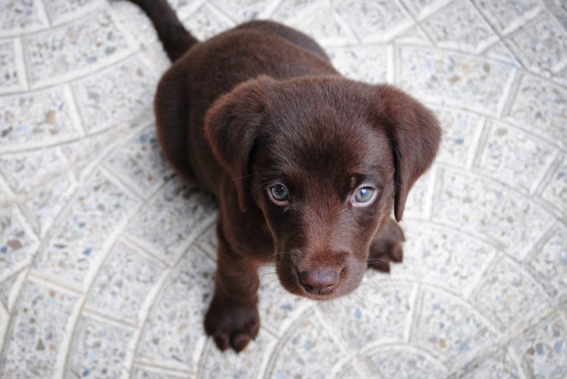 Chocolate Labrador Retrievers Color Changes Their Life Expectancy