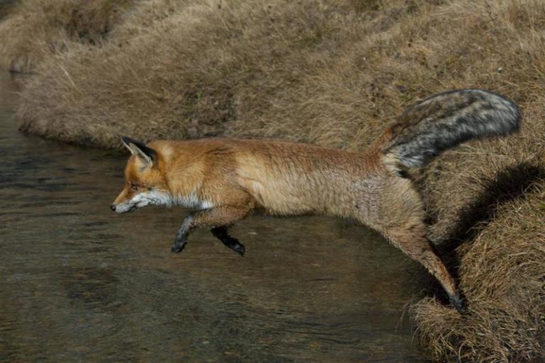 WhyAustraliansKillFoxesOnSight43715 Viral Sharks