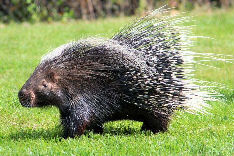 Porcupines: Interesting Facts 